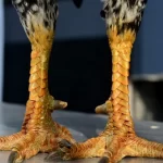 Cách coi chân gà đá chính xác giúp bạn thắng cược 100%